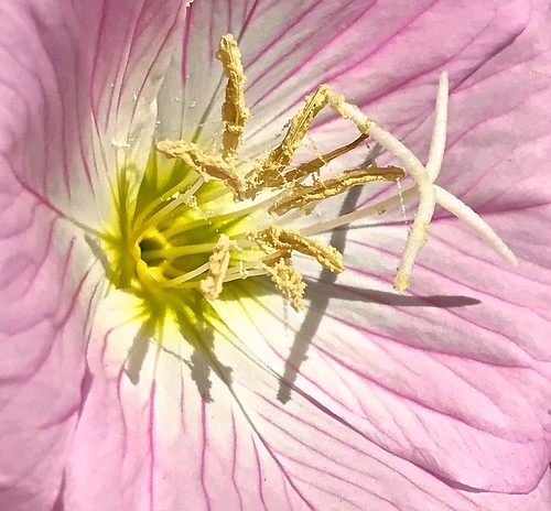 Pink Evening Primrose Flower Anatomy Macro-3 | IMG_0794 -… | Flickr