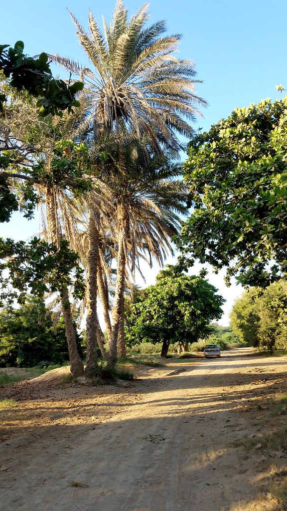 #tree #trees #winder #balouchistan #balochistan #baluchist… | Flickr