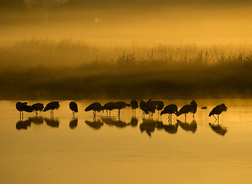 salburua vitoria gastei araba cigüeña stork sunrise amanecer water agua wetlands ciconia leica panasonic olympus em1