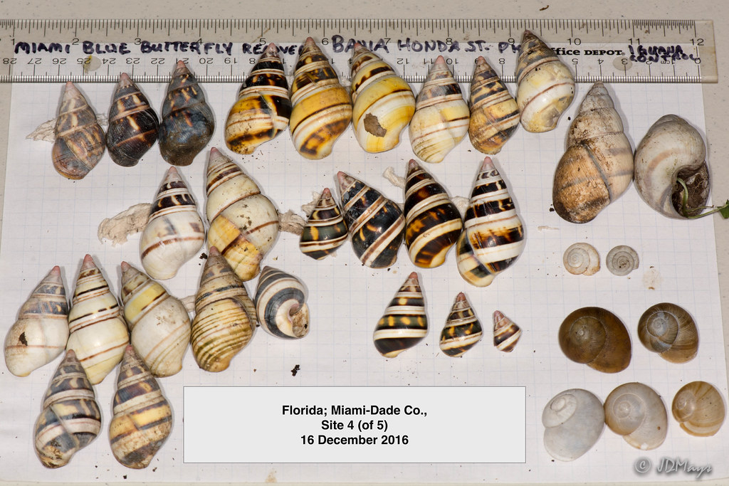 Snails Shells Florida South Florida Snails / New Guinea Flatworm | Flickr