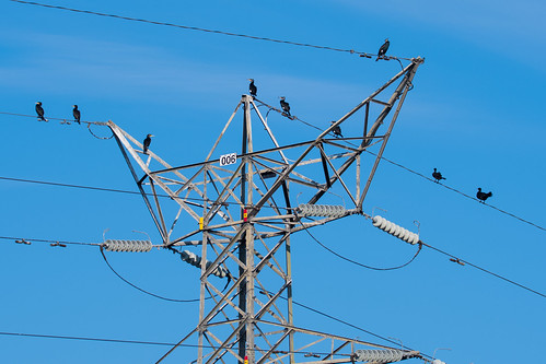 Electrifying Birds! | by sandramurphy7