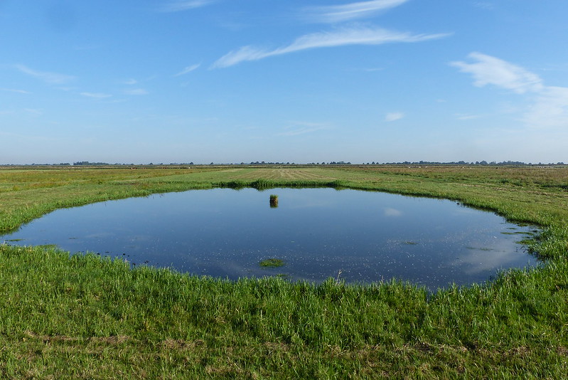 New scrape on the Low Washes section of the Nene Washes (Charlie Kitchin, RSPB)