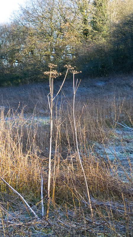 Umbellifers, Compton Rough, frosty morning