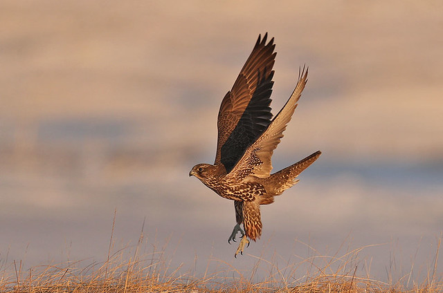 Fálki-Gyrfalcon-Falco rusticolus