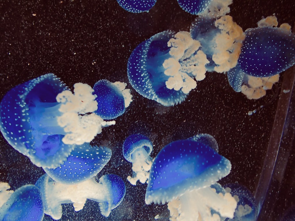 Blue jellies
