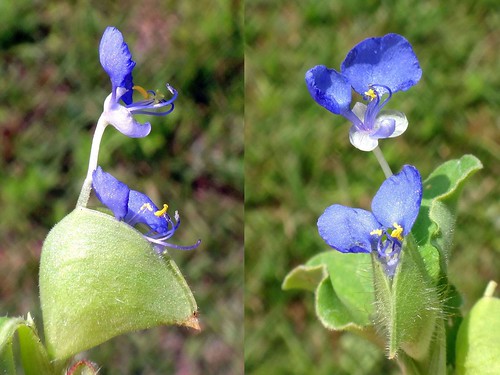 commelinabenghalensis benghaldayflower blue setangilombokindonesia invasiveplant sony