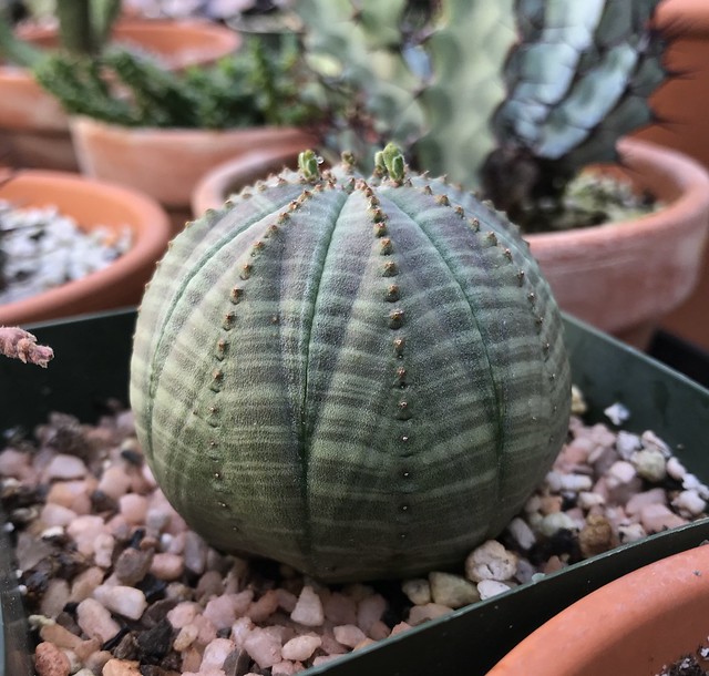 Euphorbia obesa’s first buds of the year