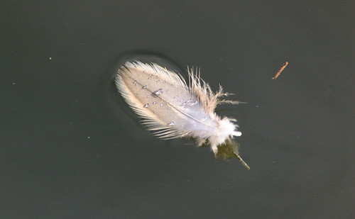 Floating feather, canal, Compton