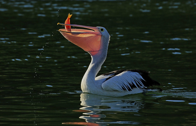 Australian Pelican : Nice dim-sim . . .