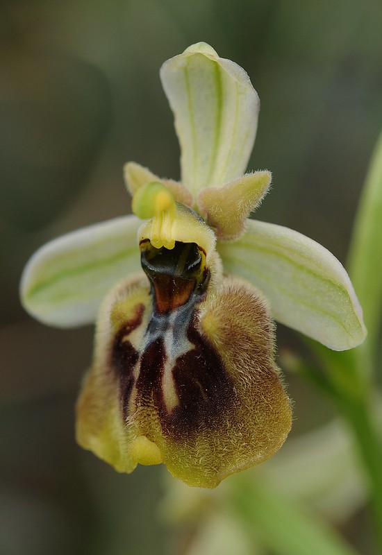 20170418-102F | Übersehene × Kleingefleckte Ragwurz (Ophrys neglecta × parvimaculata ?) bei Martina Franca. Apulien, 18.04.2017