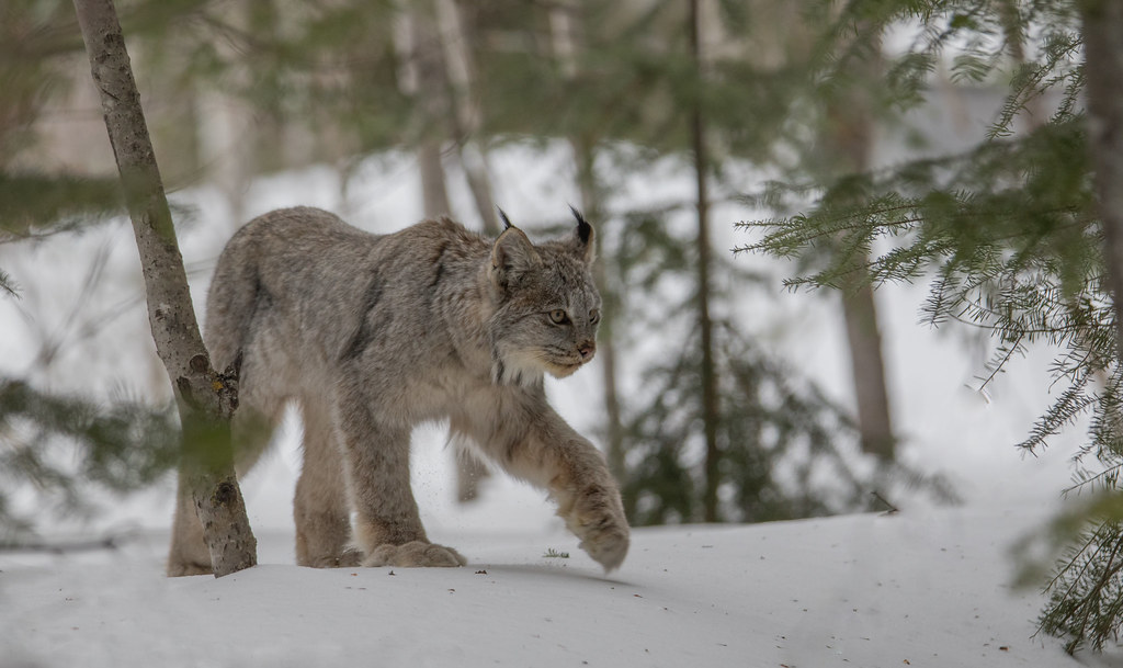 Lynx du Canada - Lynx Canadensis