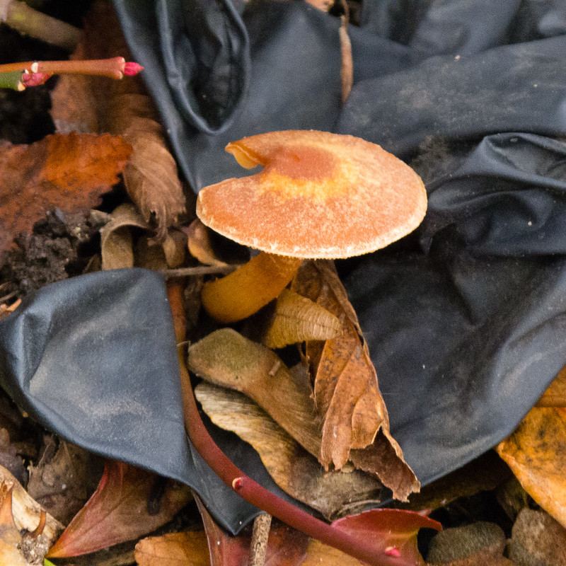 Small mushroom on wood chip mulch, Paget Road island