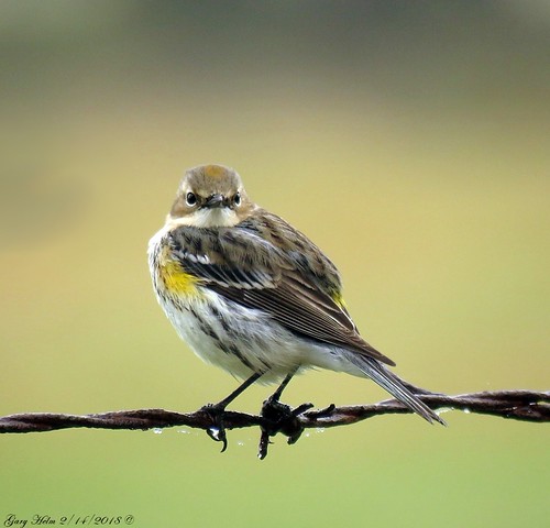 Yellow Rumbi's Yellow-rumped warbler | Yellow-rumps or ‘butterbutts’ as som… | Flickr