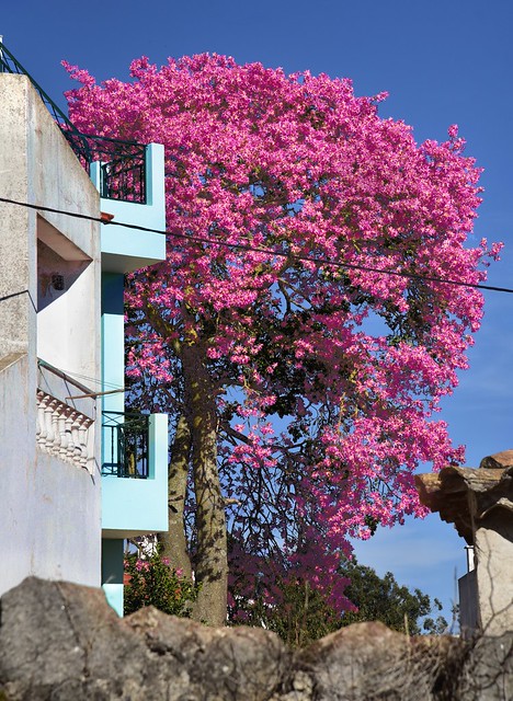 Florettseidenbaum (Ceiba speciosa) in voller Blüte; Monchique, Algarve (28)