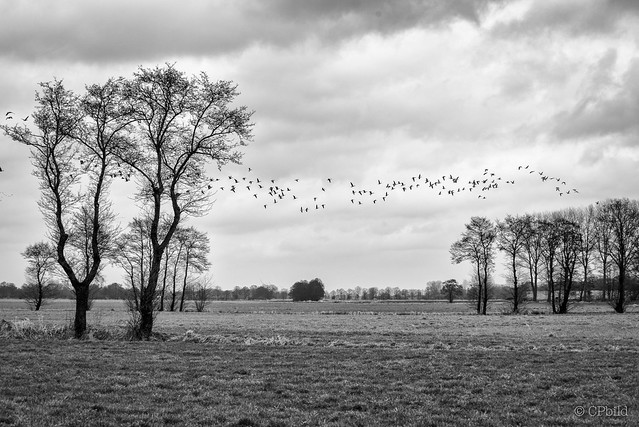 fleeing geese