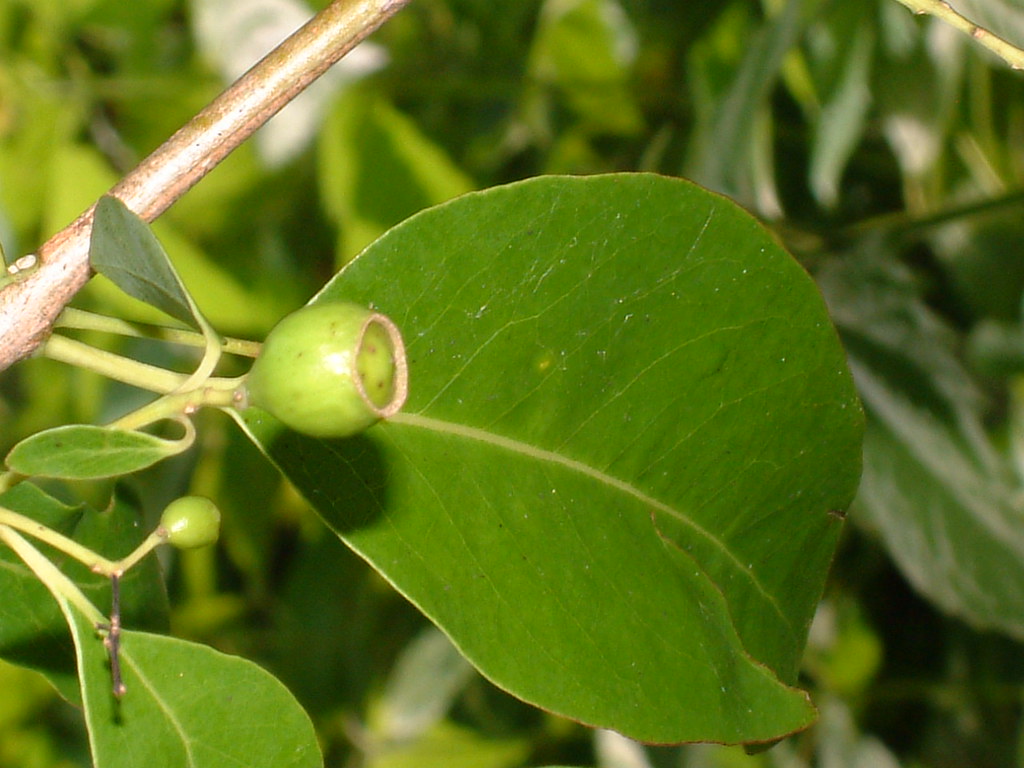 Santalum album fruit and leaf.