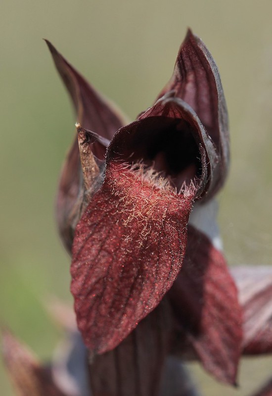 20170415-042F | Hybride Apulischer × Herzförmiger Zungenstendel (Serapias apulica × cordigera) bei Torre Canne. Apulien, 15.04.2017