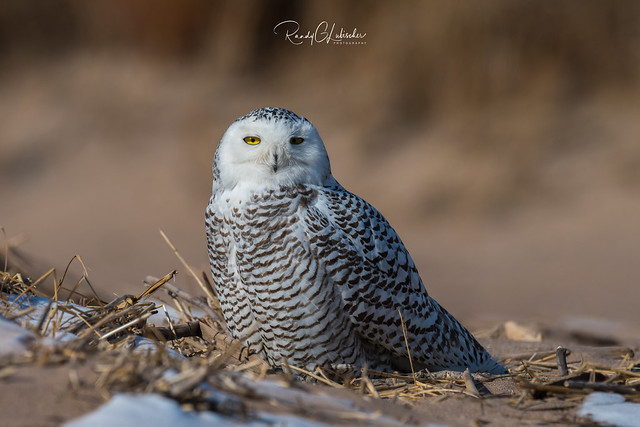 Snowy Owls of New York | 2018 - 03