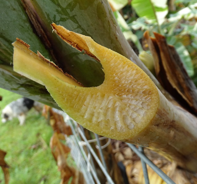 Banana (Variety: Koa e Kea): Fusarium wilt (Panama disease)
