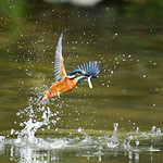 Kingfisher - Another fishing
