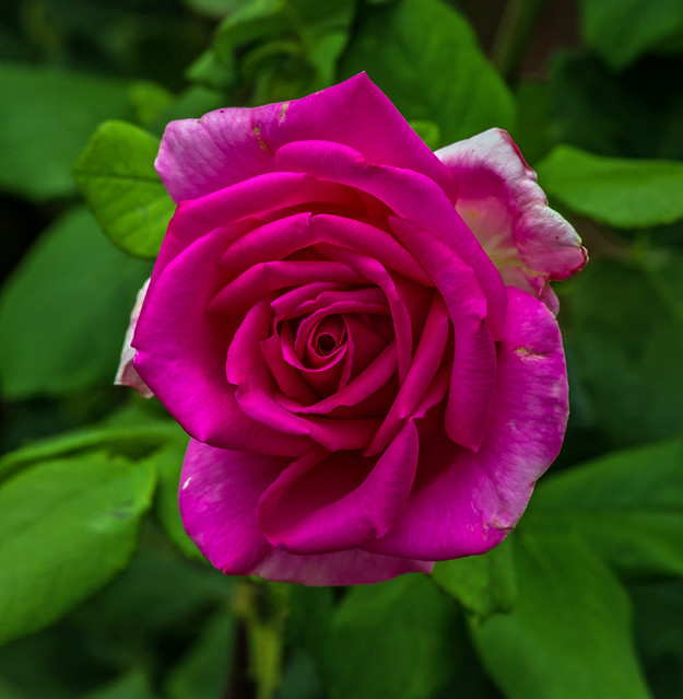 rose cv - olde fragrance