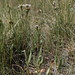 Flickr photo 'mountain meadow aster, Symphyotrichum spathulatum var. spathulatum' by: Jim Morefield.