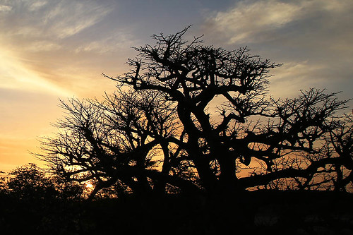 africa afrique senegal nature sunrise landscape clouds sky tree baobab paysage ciel nuages aurore arbre silhouette