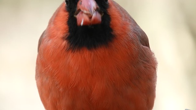 Cardinal eating