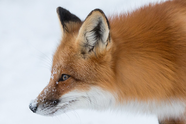 Red Fox with snow nose