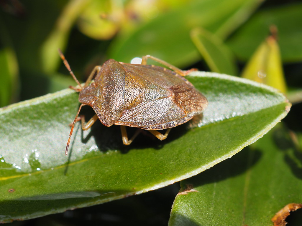 Shieldbug Green Shieldbug - Palomena prasina | still in winter colours… | Flickr