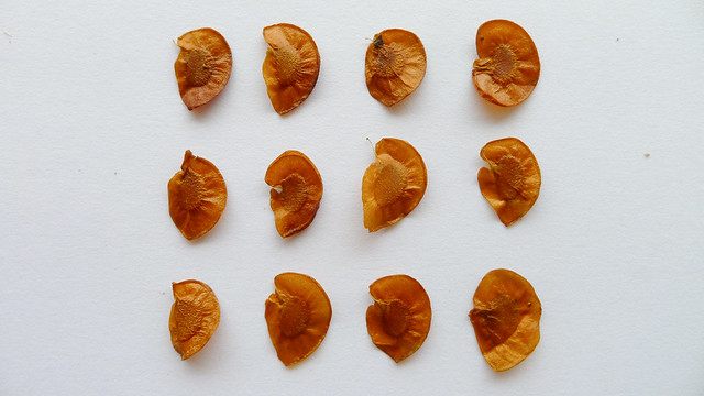 Seeds of Australian Native Frangipani