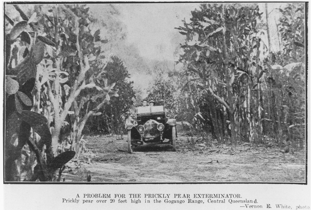 Prickly pear over 20 feet high in the Gogango Range Central Queensland 1921