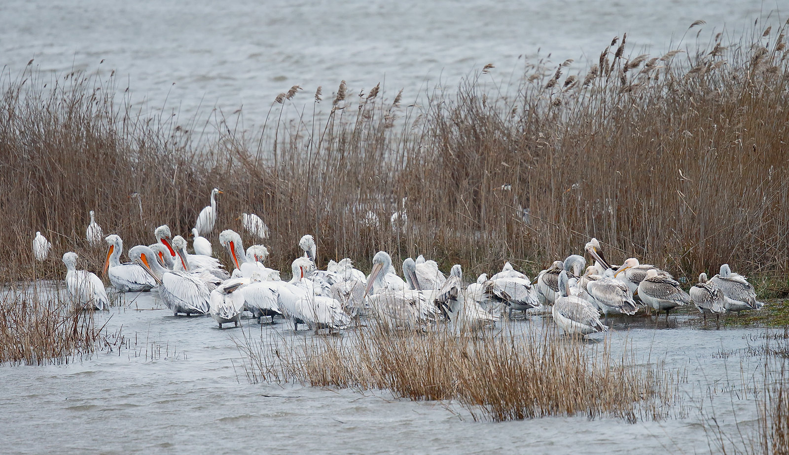 Dalmation & Great White Pelicans