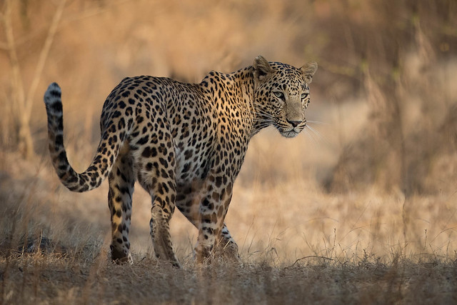 Leopard | Panthera pardus | तेंदुआ in Gir National Park