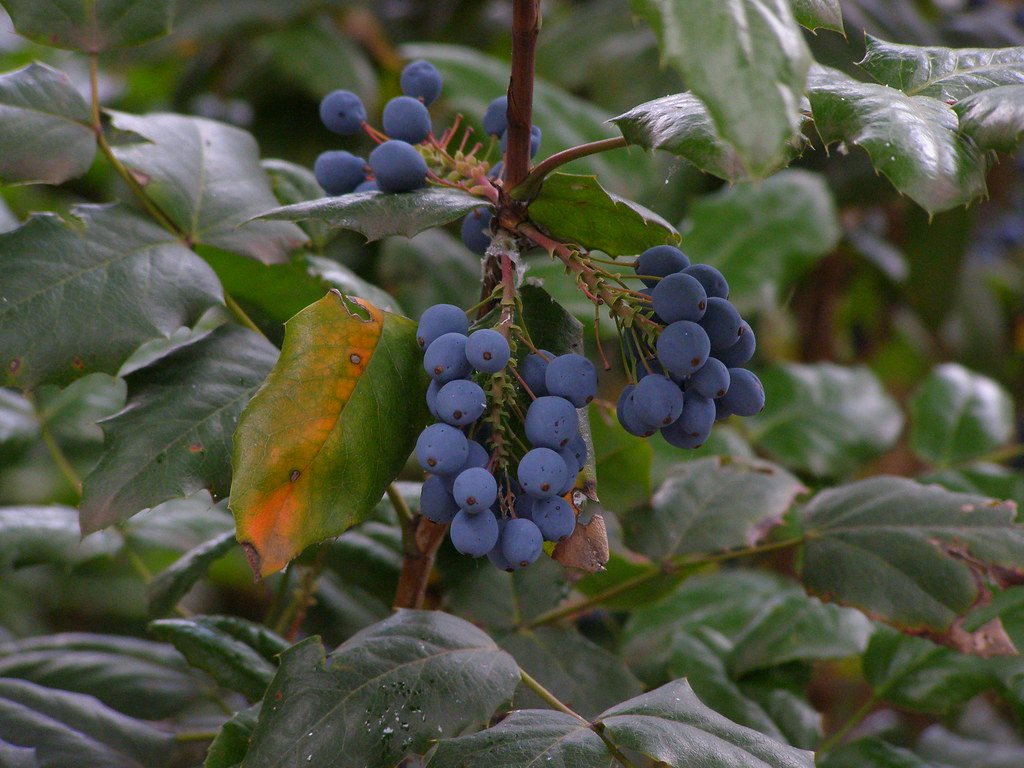 Fruits of Oregon grape (Mahonia aquifolium)