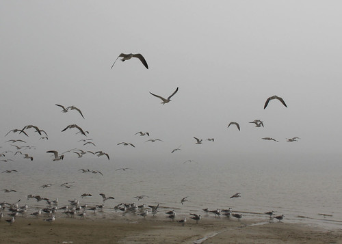 pineislandstatepark florida gulfcoast beach ocean water shore park fog mist atmosphere depressing