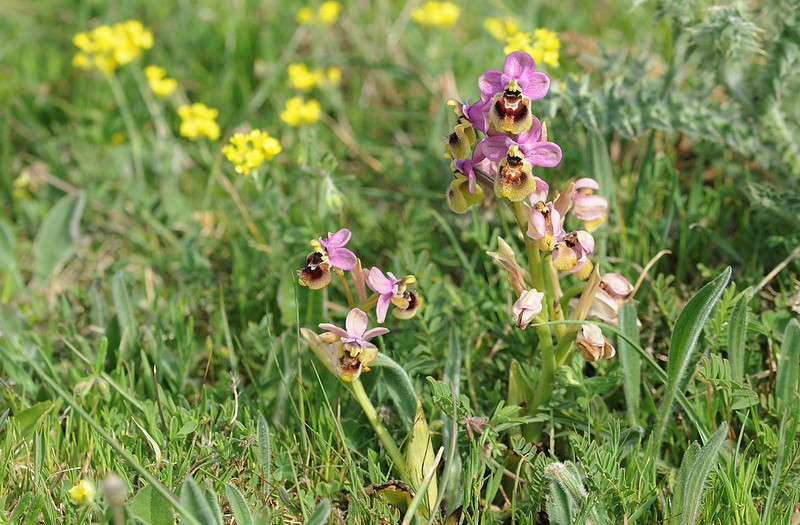 20170412-013F | Übersehene Wespen-Ragwurz (Ophrys neglecta) bei Monte Sant'Angelo. Apulien, 12.04.2017