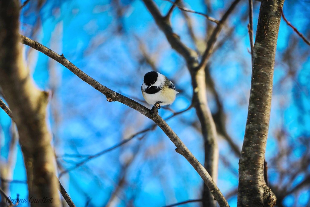 Bird in the winter