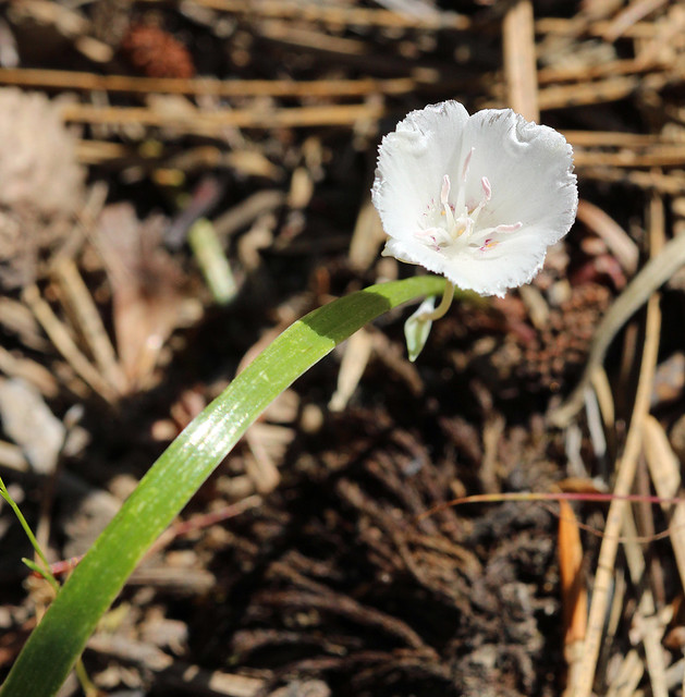 Sierra Mariposa Lily