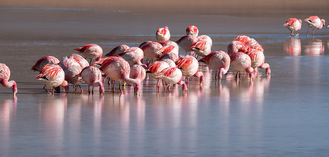 James' Flamingo's