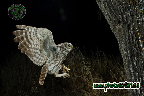 Flash & IR | by Marcos Lacasa