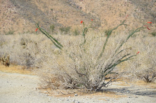 Borrego Springs - Blooming Ocatillos on a hike