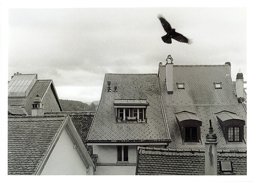 sky bird falcon roofs roof views home homewihaview shape blackandwhite film filmphotograpy