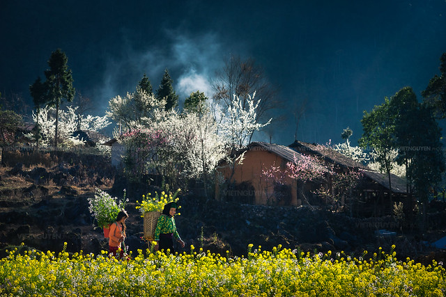 Mountain scenery with Hmong ethnic minority woman carrying cabbage flowers
