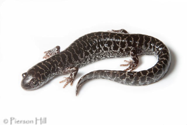 Frosted Flatwoods Salamander (Ambystoma cingulatum) - Federally Threatened