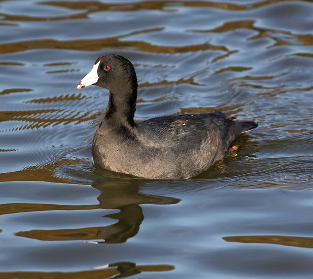 Red Eyed Coot