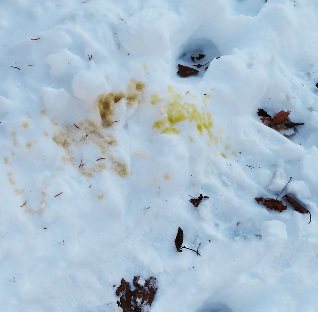 old and new dog pee on snow