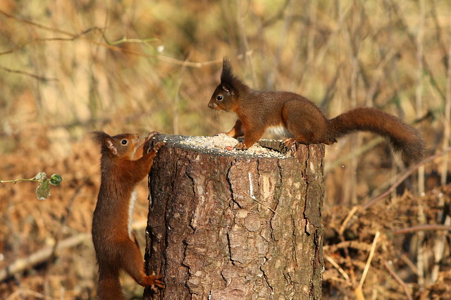Red Squirrel. (1 of 3)