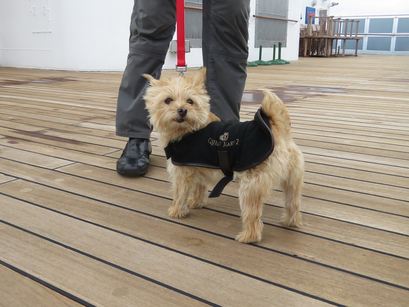 Dog parade on Queen Mary 2