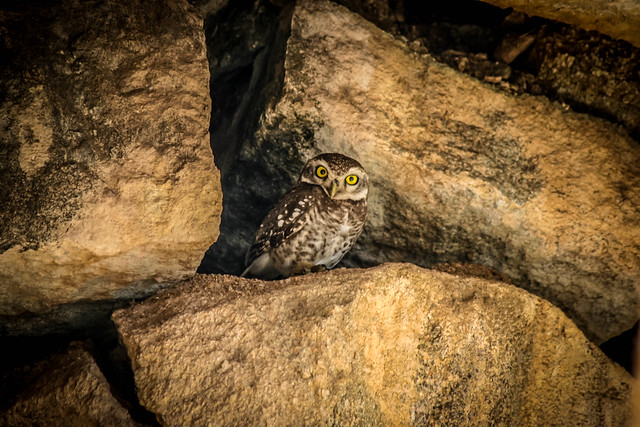 Owl In The Rocks